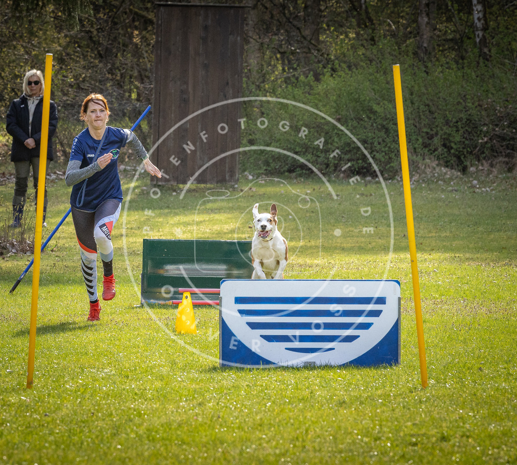 Pfotenfotografie_DV3A3151 | Hundefotografie, Tierfotograf, Pfotenfotografie, Fotoshooting Hund, Hunde Portrait, Hundesport, Hundeportraits, Heideshooting, Hunde, Sportfotograf, Hundefotograf, Turnierhundsport, THS,  - Realisiert mit Pictrs.com