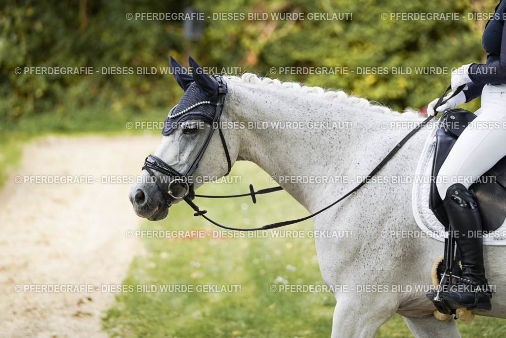 DSC01449 | Pferdegrafie