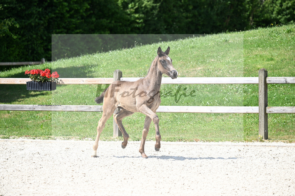Kat-Nr. 9 Feliciano x San Amour I_HF_Niedermair_15250270 | hf-fotografie - Realizzato con Pictrs.com