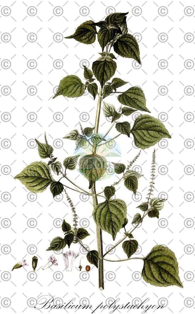 HistAbb_wfo-0000561057_1_ENZY_Simple | Historische Abbildung von Basilicum polystachyon - Lamiaceae | Historical Illustration of Basilicum polystachyon - Lamiaceae