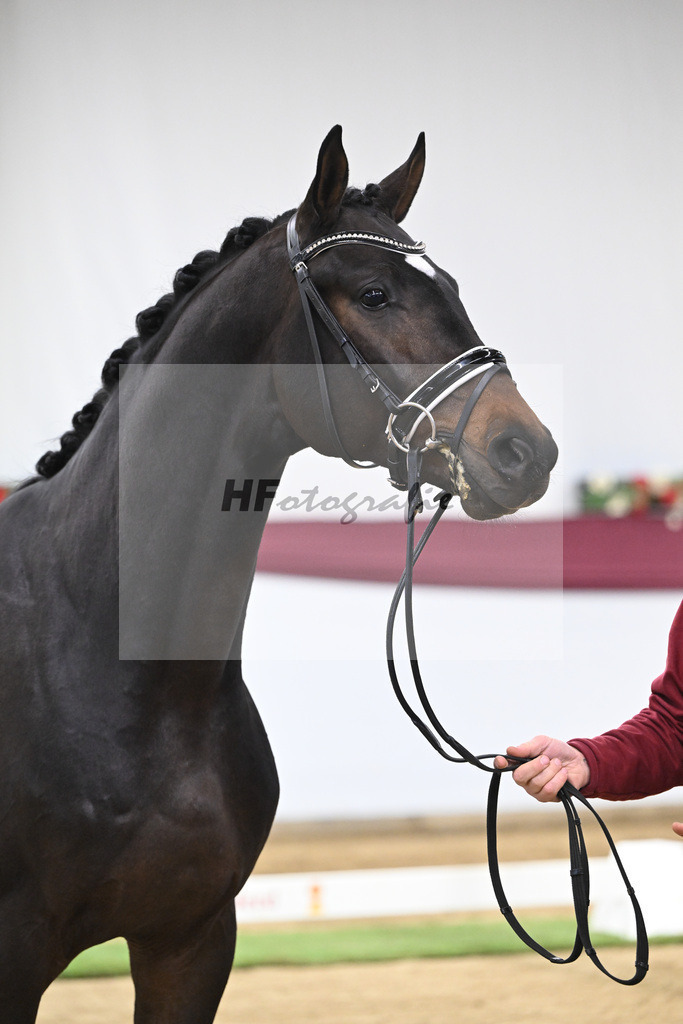 Kat-Nr. 127 Fair Deal x Sir Donnerhall I_Dr. Sarah Brendl_47254215 | hf-fotografie - Realisiert mit Pictrs.com