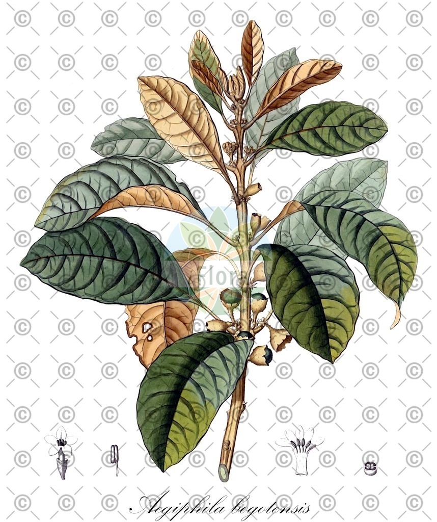 HistAbb_wfo-0000798136_1_ENZY_Simple | Historische Abbildung von Aegiphila bogotensis - Lamiaceae | Historical Illustration of Aegiphila bogotensis - Lamiaceae