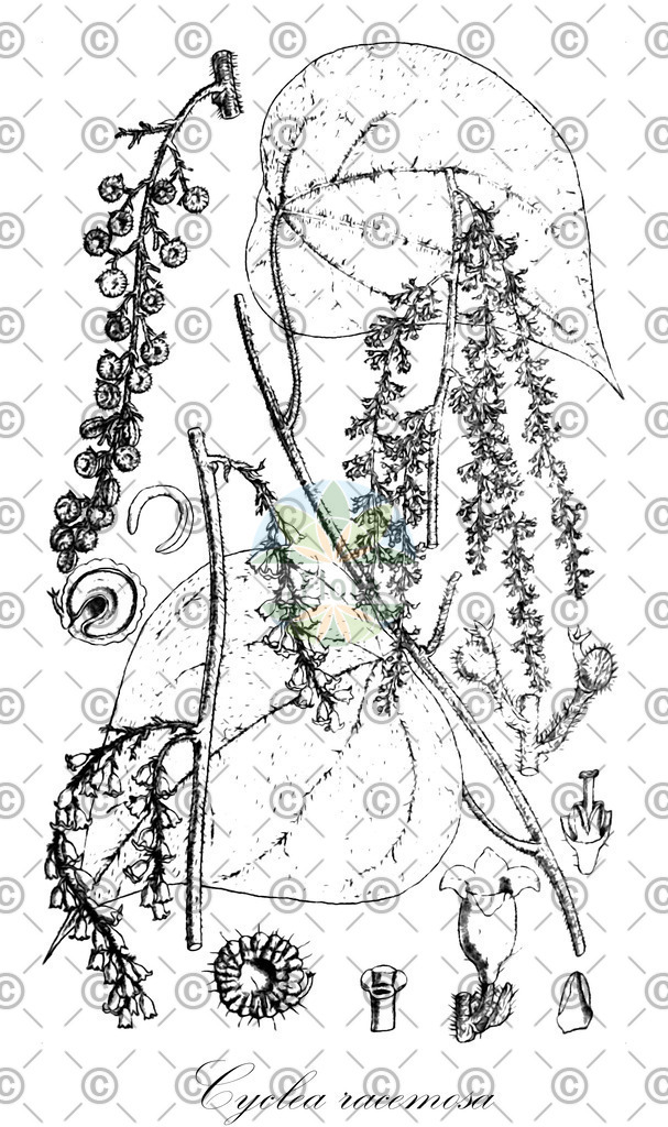 HistAbb_wfo-0000933881_1_ENZY_Simple | Historische Abbildung von Cyclea racemosa - Menispermaceae | Historical Illustration of Cyclea racemosa - Menispermaceae