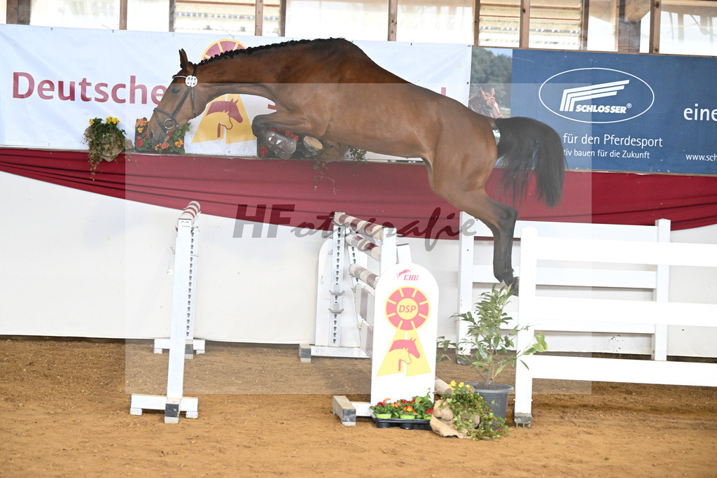 Kat-Nr. 15 Clara della Luna v. Chambretto GT_Egetenmeier_16250658 | hf-fotografie - Realisiert mit Pictrs.com