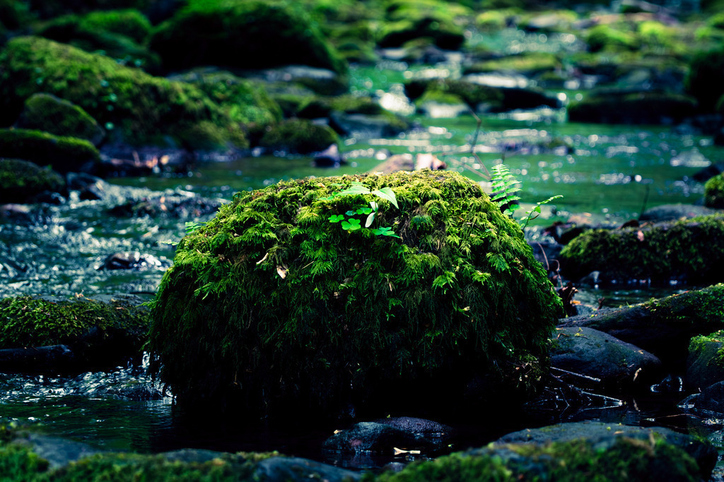 DSCF5680-3 | Tier- & Landschaftsfotografie und Porträtshootings. Entdecke einzigartige Fotokunst als Wandbild, Tasse oder Mauspad – mit Leidenschaft fotografiert - Realisiert mit Pictrs.com