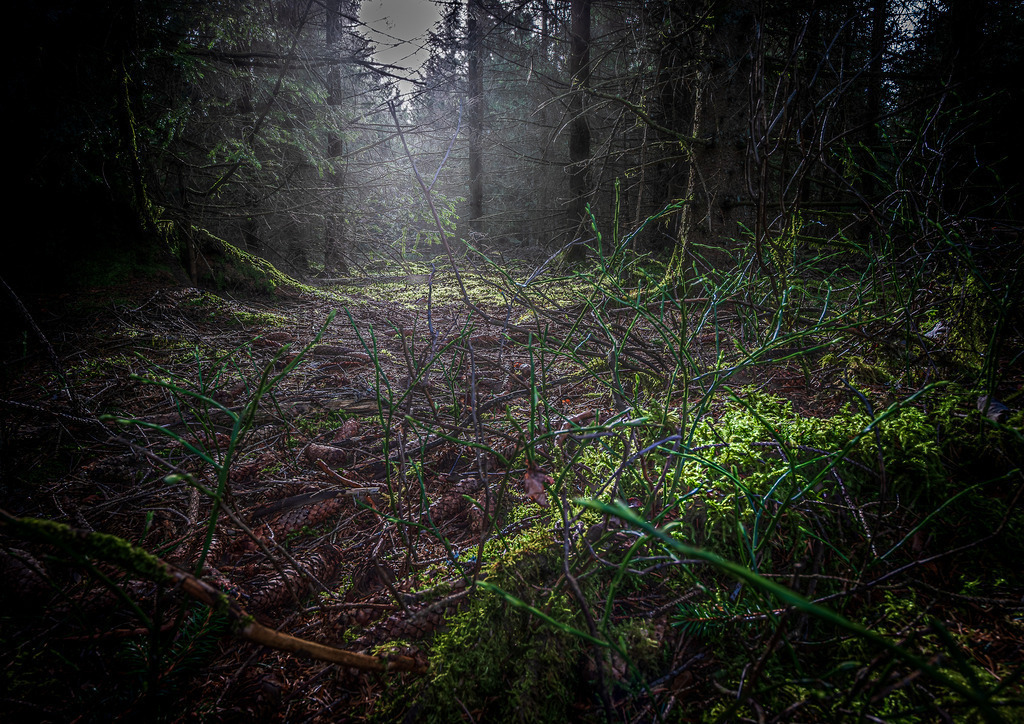 MPI_Landscape_0015 | Mystischer Wald auf dem Weg zum Hohlossee  - Realisiert mit Pictrs.com