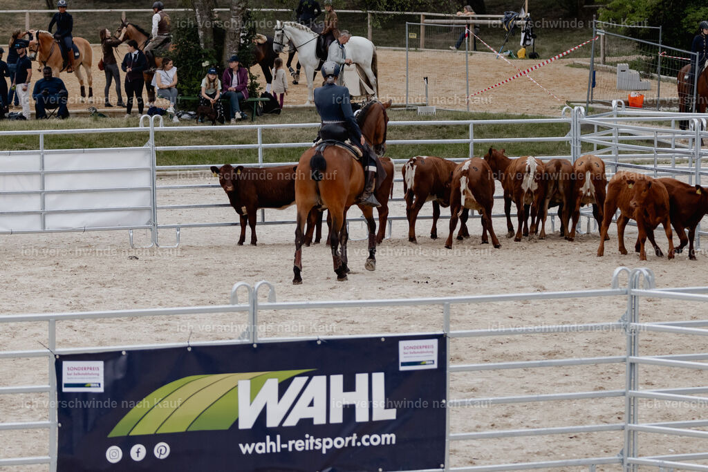 WE__Stoib_Rinder_PI2025_3025 | Pferd International München 2025