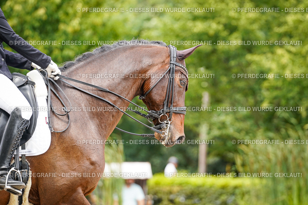 DSC04821 | Pferdegrafie