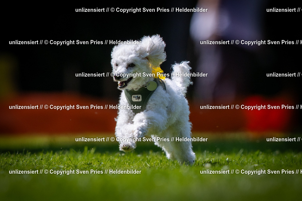 Sven Pries | 2025-08-10 - Hunderennen Durlach - Realisiert mit Pictrs.com