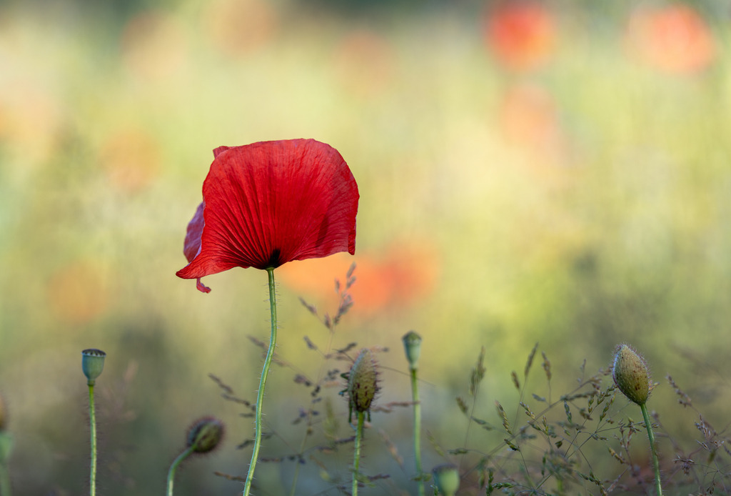 Mohn im Feld | Sommer im Zugerland mit Feldblumen - Realisiert mit Pictrs.com