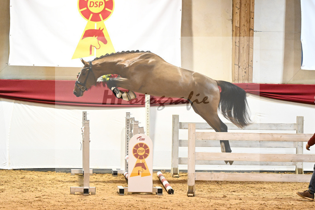 Kat-Nr. 42 Nixon v h Meulenhof x Dominator Z_Groetzner_43231241 | hf-fotografie - Realisiert mit Pictrs.com
