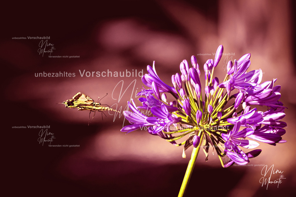 _16A3459-1 | Einzigartige Fotos von Hunden & Menschen –Actionfotos, Portraits, Vereinsaufnahmen & Paarshootings – authentisch, lebendig & mit Herz.