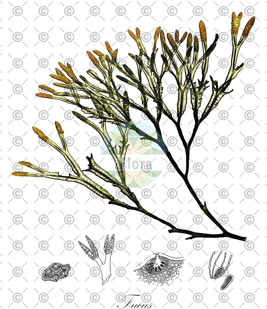 HistAbb_7P2VH_5_ENZY_Simple | Historische Abbildung von Fucus - Fucaceae (0) | Historical Illustration of Fucus - Fucaceae (0)