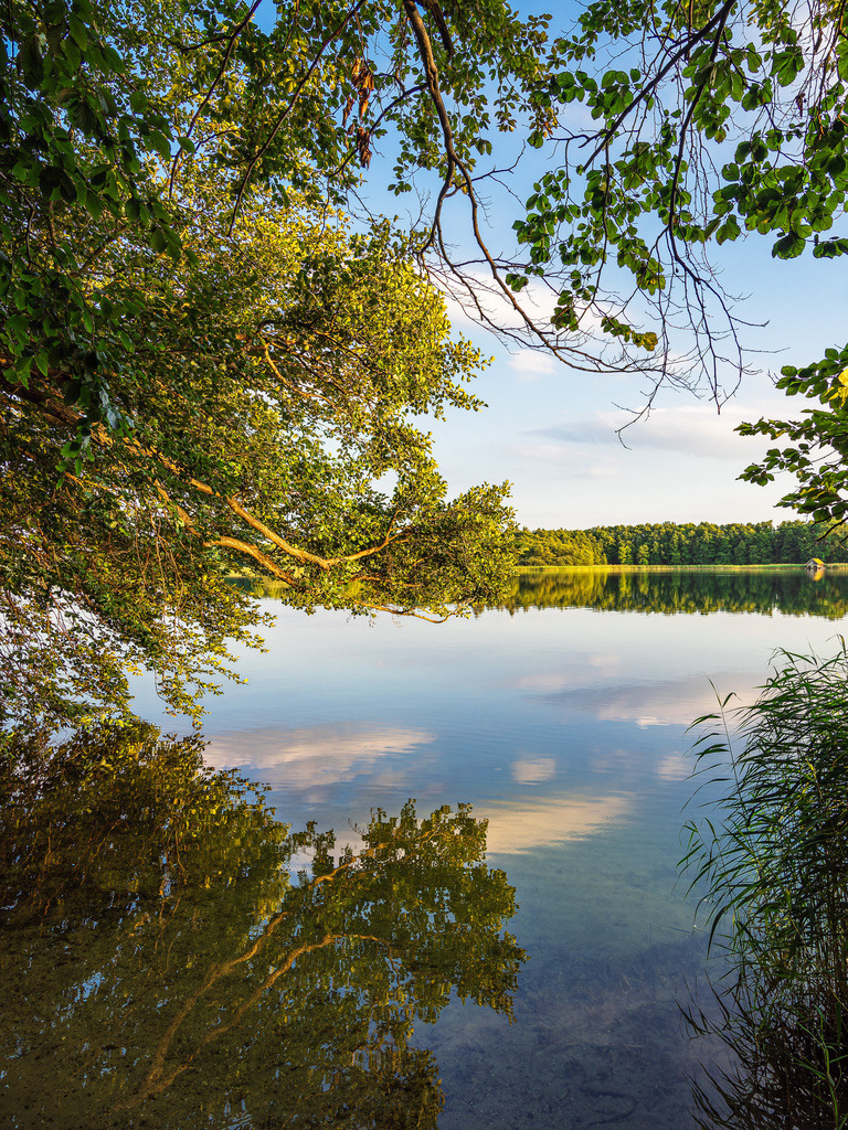 Ausblick mit See und Bäumen in Seedorf am Schaalsee | Ausblick mit See und Bäumen in Seedorf am Schaalsee.
