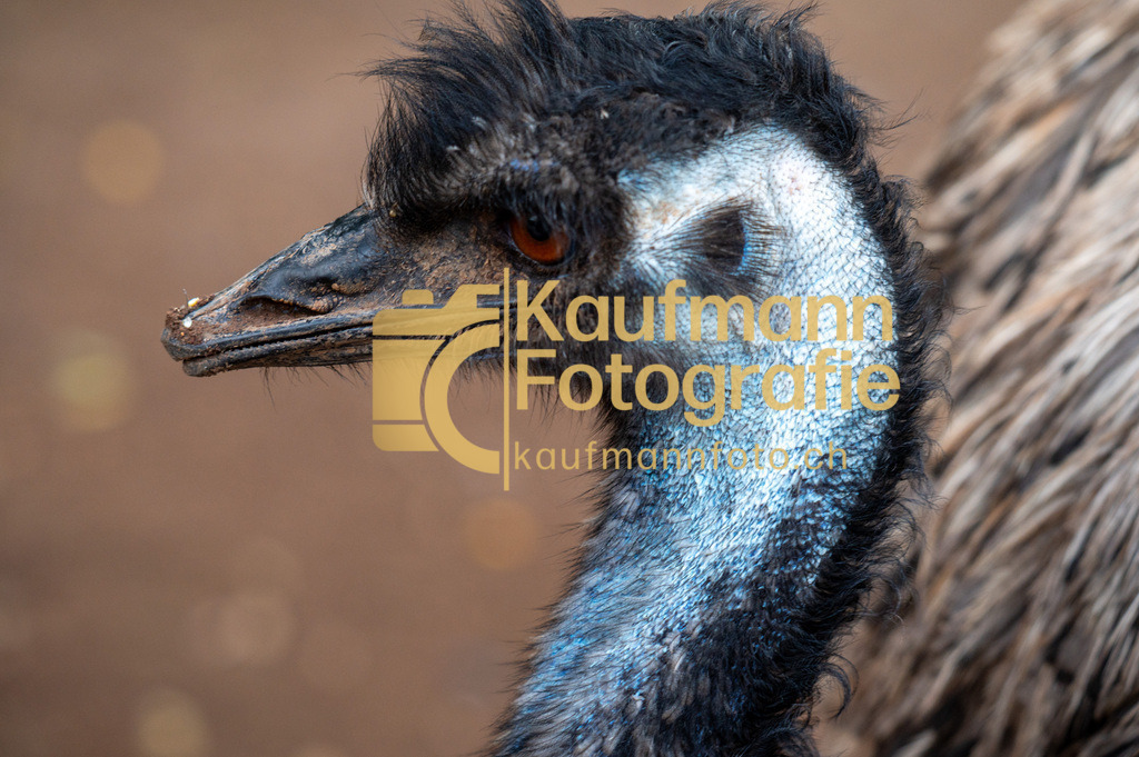 Jungle_Park_def-4662 | kaufmannfoto - Realisiert mit Pictrs.com