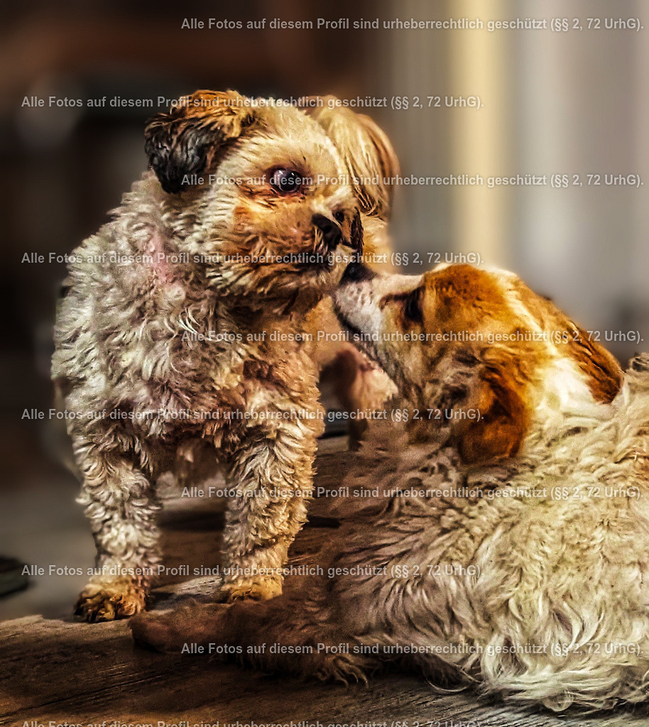 eZy_Watermark_21-02-2023_09-17-55-01_4 | krollfotografie - Realisiert mit Pictrs.com