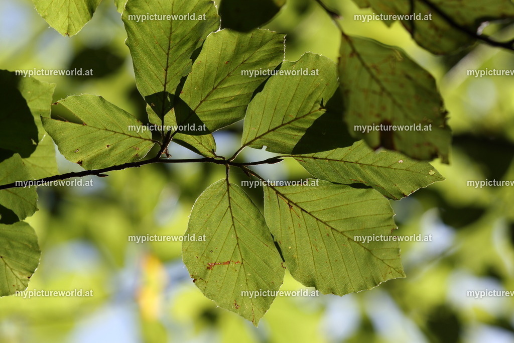 Rotbuche-015 | Das Bilderarchiv über Tiere, Planzen und Landschaften. In der Bilddatenbank finden Sie ein große Auswahl an hochwertigen Bilder für Ihre Werbung - Realized with Pictrs.com