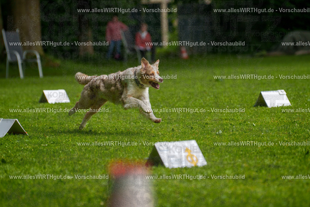@allesWIRTHgut_Tierfotografie - www.allesWIRTHgut.de - 7R502881 | Professionelle Tierfotografie in Mönchengladbach von Daniel Wirth (allesWIRTHgut). Liebevolle & natürliche Bilder von Hunden & Katzen für unvergessliche Erinnerungen.