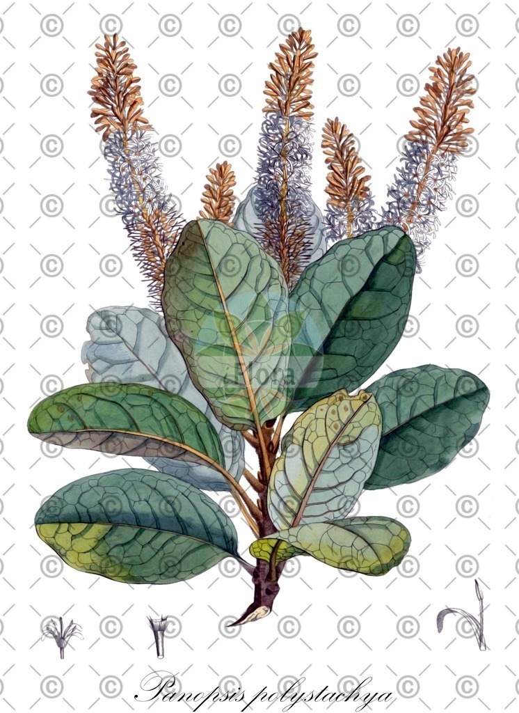 HistAbb_wfo-0000263846_1_ENZY_Simple | Historische Abbildung von Panopsis polystachya - Proteaceae | Historical Illustration of Panopsis polystachya - Proteaceae