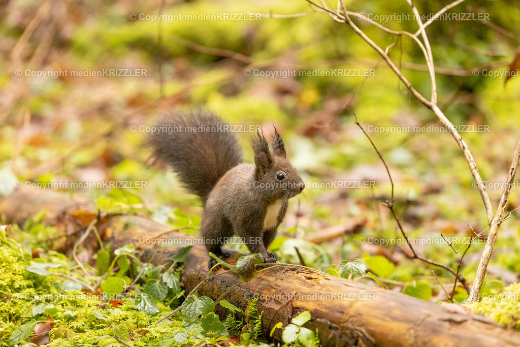 _J3A9814 | medienkrizzler - Realisiert mit Pictrs.com