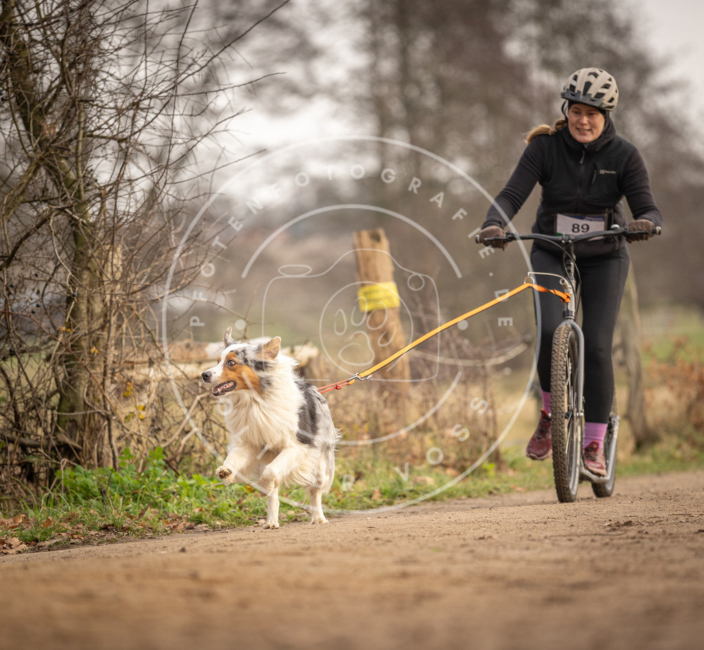 Pfotenfotografie_DV3A4216 | Hundefotografie, Tierfotograf, Pfotenfotografie, Fotoshooting Hund, Hunde Portrait, Hundesport, Hundeportraits, Heideshooting, Hunde, Sportfotograf, Hundefotograf, Turnierhundsport, THS,  - Realisiert mit Pictrs.com