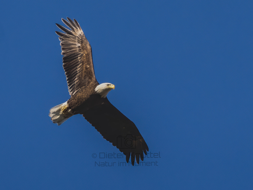 P1637201-Bearbeitet-2023-LR | Natur im Moment - Realisiert mit Pictrs.com