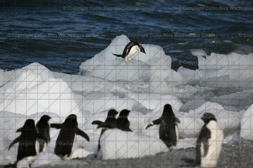 IMG_0073 | Antarktis / Antarctica - Realisiert mit Pictrs.com