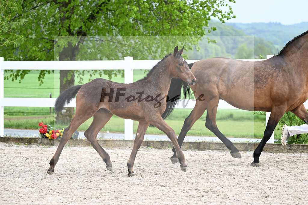 Kat-Nr. 47 SF Chacco Blue x Quo Vados I_Schoenherr_23261695 | hf-fotografie - Realisiert mit Pictrs.com