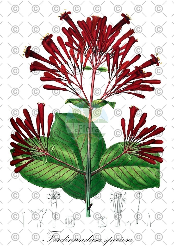 HistAbb_wfo-0000967015_1_ENZY_Simple | Historische Abbildung von Ferdinandusa speciosa - Rubiaceae | Historical Illustration of Ferdinandusa speciosa - Rubiaceae
