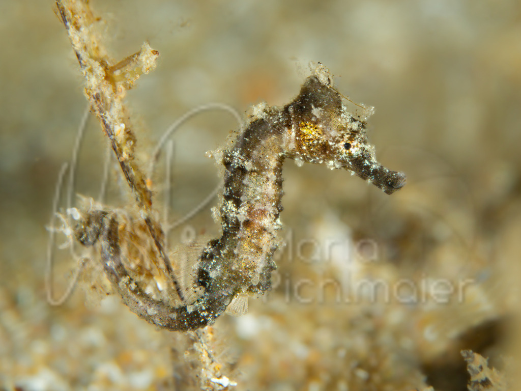 Hippocampus hippocampus | "Lilliput" Kurzschnäuziges Seepferdchen / Cast: Caballito de mar de hocico corto.  Fr: Hippocampe à nez court. Ang: Short-snouted seahorse - Realisiert mit Pictrs.com