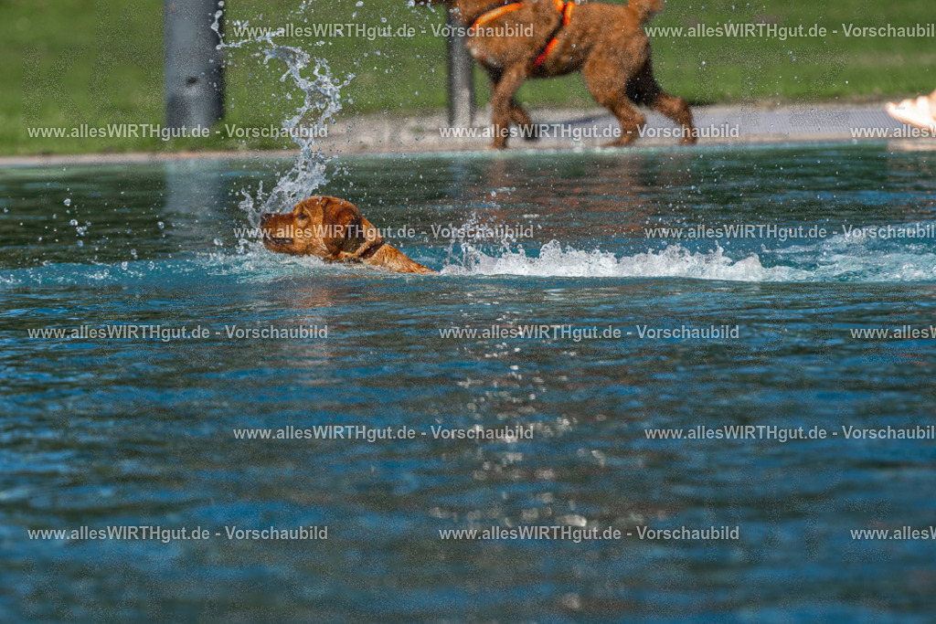 Hundeschwimmen_Volksbad_2026-allesWIRTHgut_Tierfotografie-2609061104-FAY06119 | Professionelle Tierfotografie in Mönchengladbach von Daniel Wirth (allesWIRTHgut). Liebevolle & natürliche Bilder von Hunden & Katzen für unvergessliche Erinnerungen.