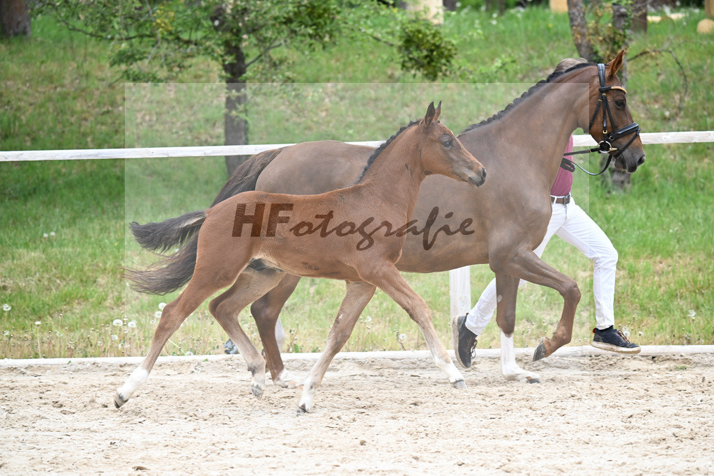 Kat-Nr. 7 HF Der Zauberlehrling x Cosmo Royale_Fuchs_24260359 | hf-fotografie - Realizzato con Pictrs.com