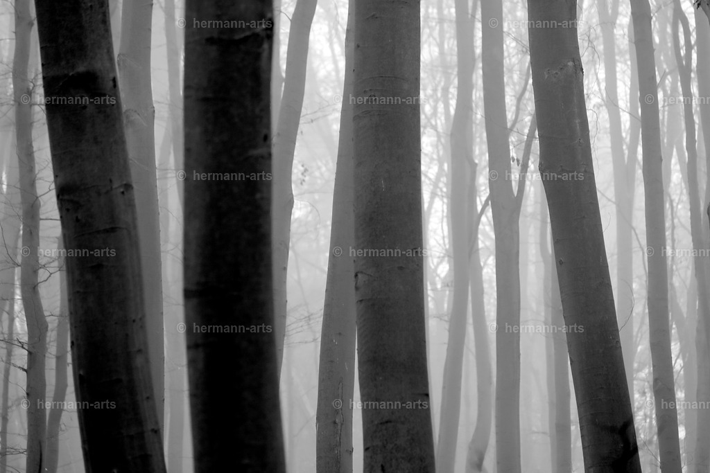 Trees_fine_Art_0014 | Photo Foto Kunst Art schwarzweiss Bilder Rheine Münster Berlin Blumen 