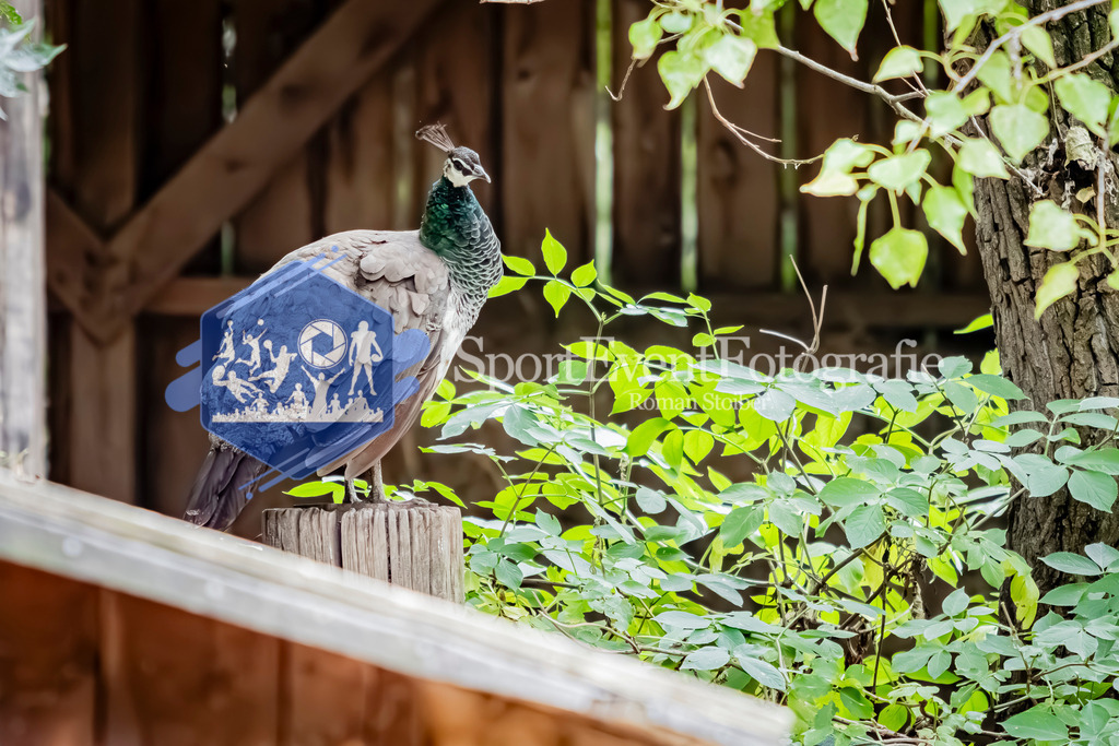 IMG_4009 | SportEventFotografie - Roman Stoiber