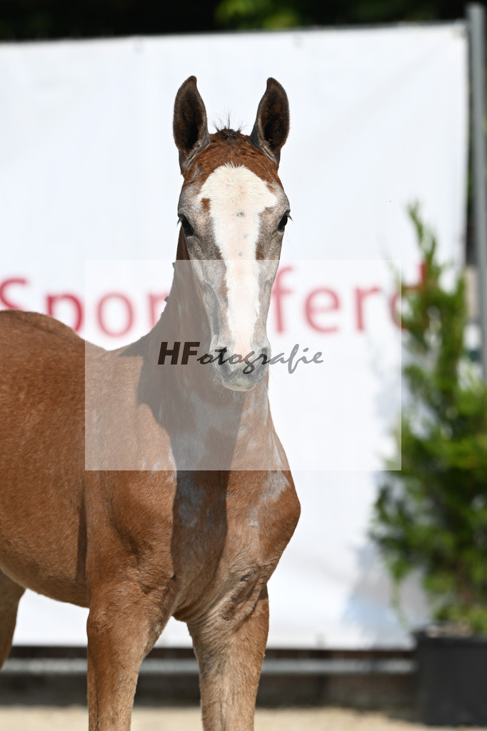 Agalord x C-Indoctro_SF_Diez_12250121 | hf-fotografie - Realisiert mit Pictrs.com