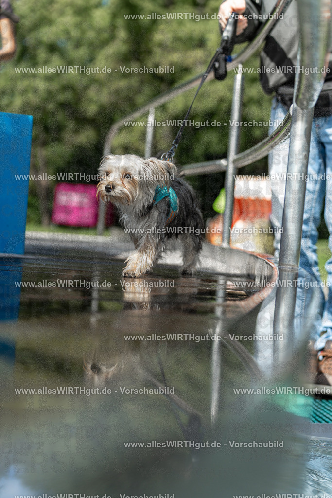 Hundeschwimmen_Volksbad_2026-allesWIRTHgut_Tierfotografie-2609061439-7R501163 | Professionelle Tierfotografie in Mönchengladbach von Daniel Wirth (allesWIRTHgut). Liebevolle & natürliche Bilder von Hunden & Katzen für unvergessliche Erinnerungen.