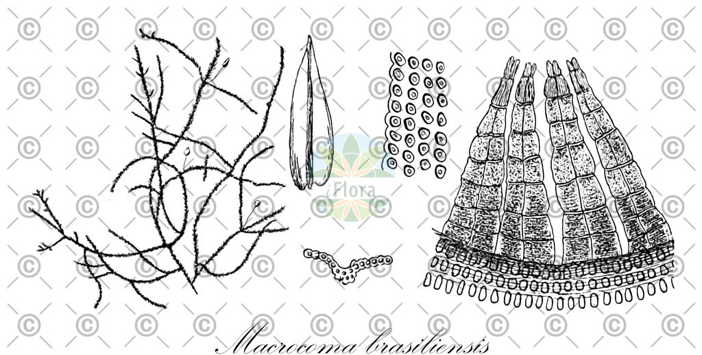 HistAbb_wfo-0000159843_1_ENZY_Simple | Historische Abbildung von Macrocoma brasiliensis - Orthotrichaceae | Historical Illustration of Macrocoma brasiliensis - Orthotrichaceae