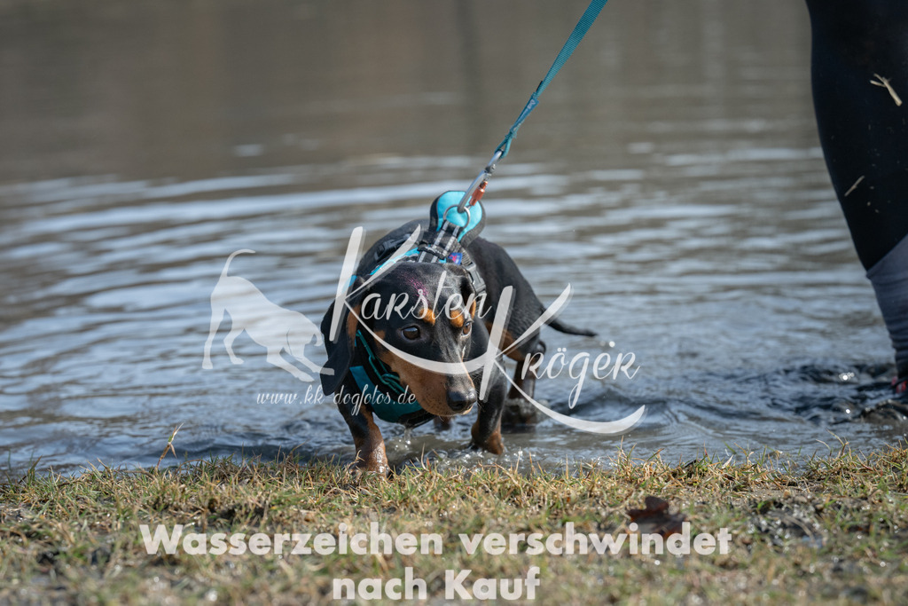 1228_ZZ99854 | kk-dogfotos