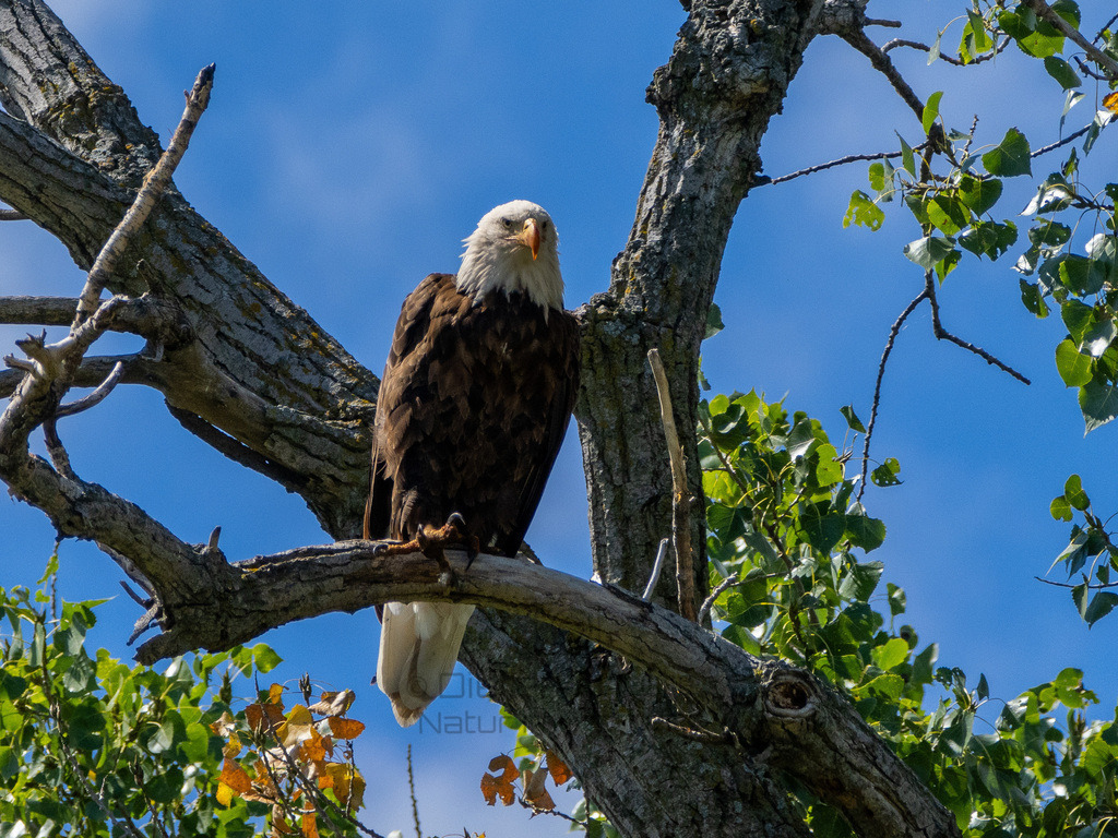 P1637504-LR | Natur im Moment - Realisiert mit Pictrs.com