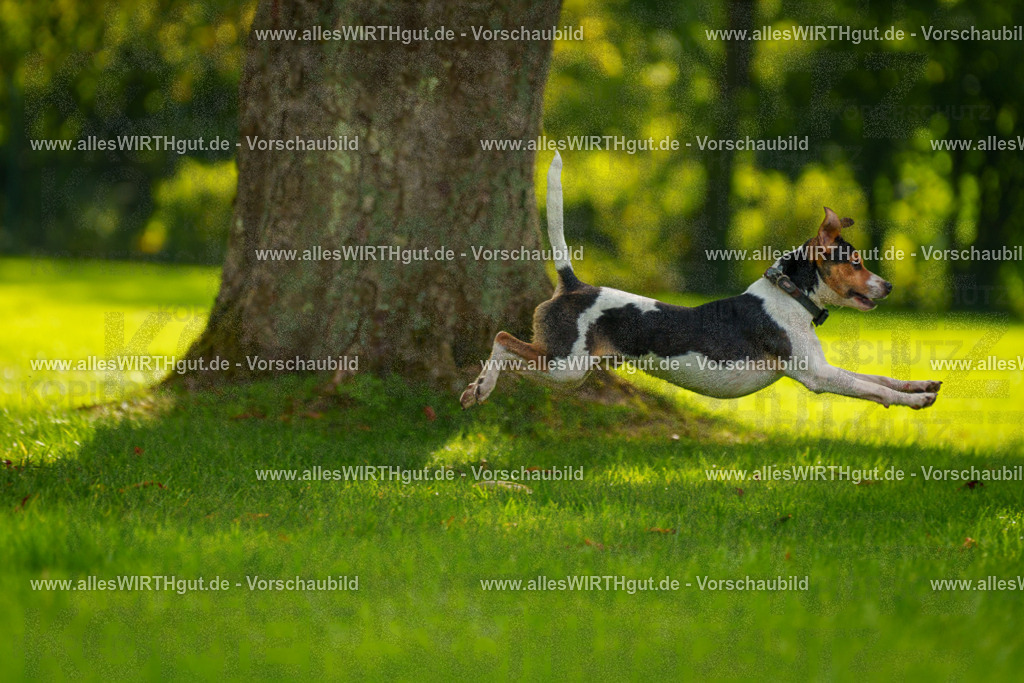 Hundeschwimmen_Grefrath_2026-allesWIRTHgut_Tierfotografie-13_31-7R508441 | Professionelle Tierfotografie in Mönchengladbach von Daniel Wirth (allesWIRTHgut). Liebevolle & natürliche Bilder von Hunden & Katzen für unvergessliche Erinnerungen.