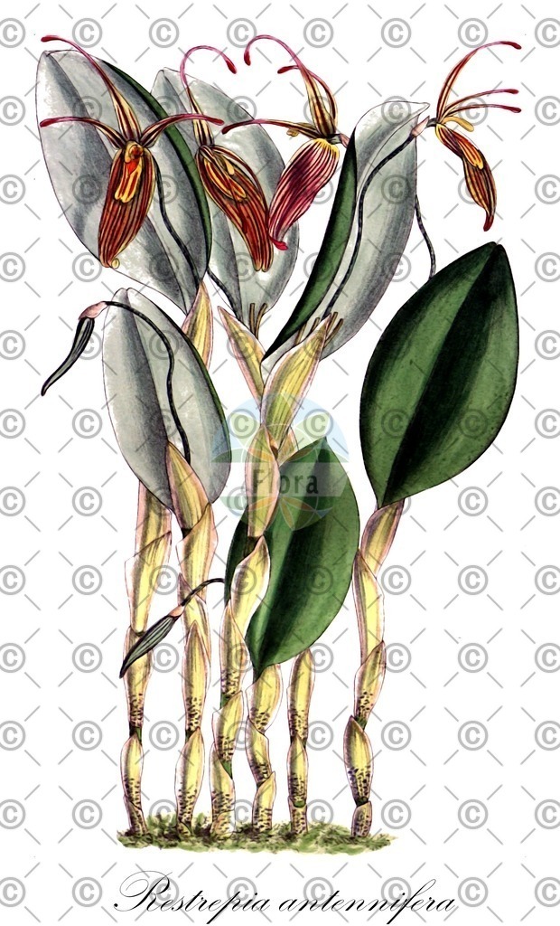 HistAbb_wfo-0000213393_1_ENZY_Simple | Historische Abbildung von Restrepia antennifera - Orchidaceae | Historical Illustration of Restrepia antennifera - Orchidaceae