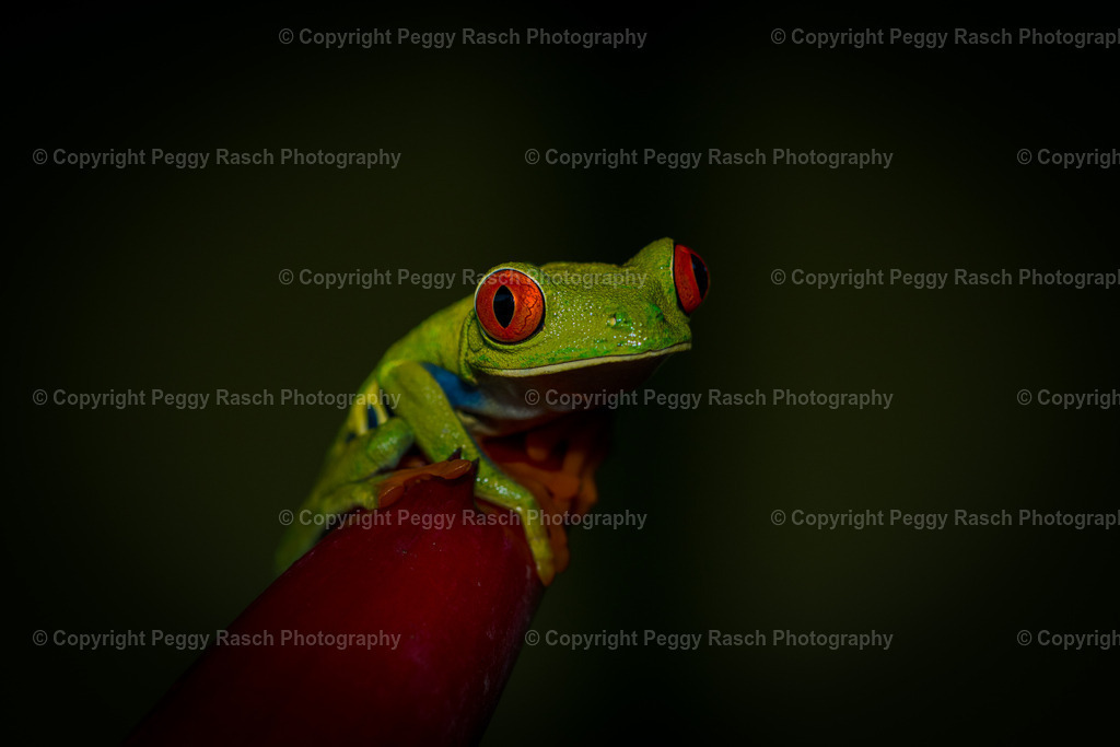 Frosch_1-1 | PeggyRaschPhotography - Realisiert mit Pictrs.com