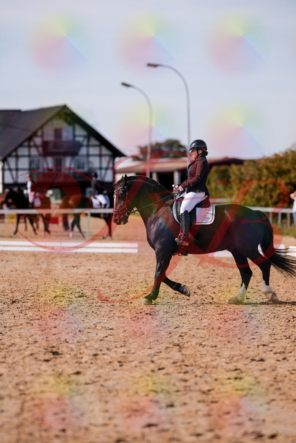 2026_10_03_Siefer-Hof_131919_Z81_68448985 | Professionelle Reitsport-, Turnier- und Eventfotografie von Robert Broda. Galerien mit ausgewählten und bearbeiteten Bildern direkt online ansehen und bestellen.
