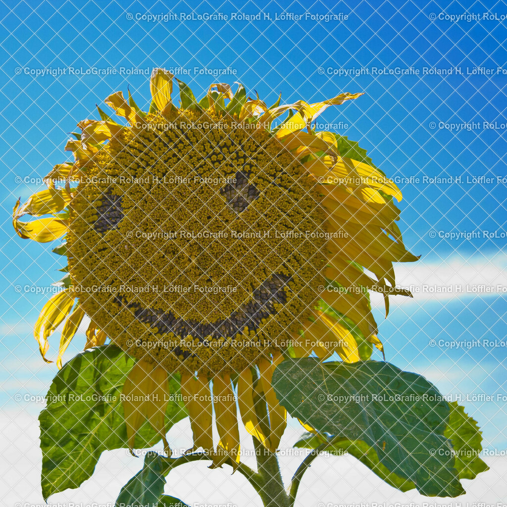 Sonnenblume-Smiley | Die lachende Sonnenblume - Realisiert mit Pictrs.com