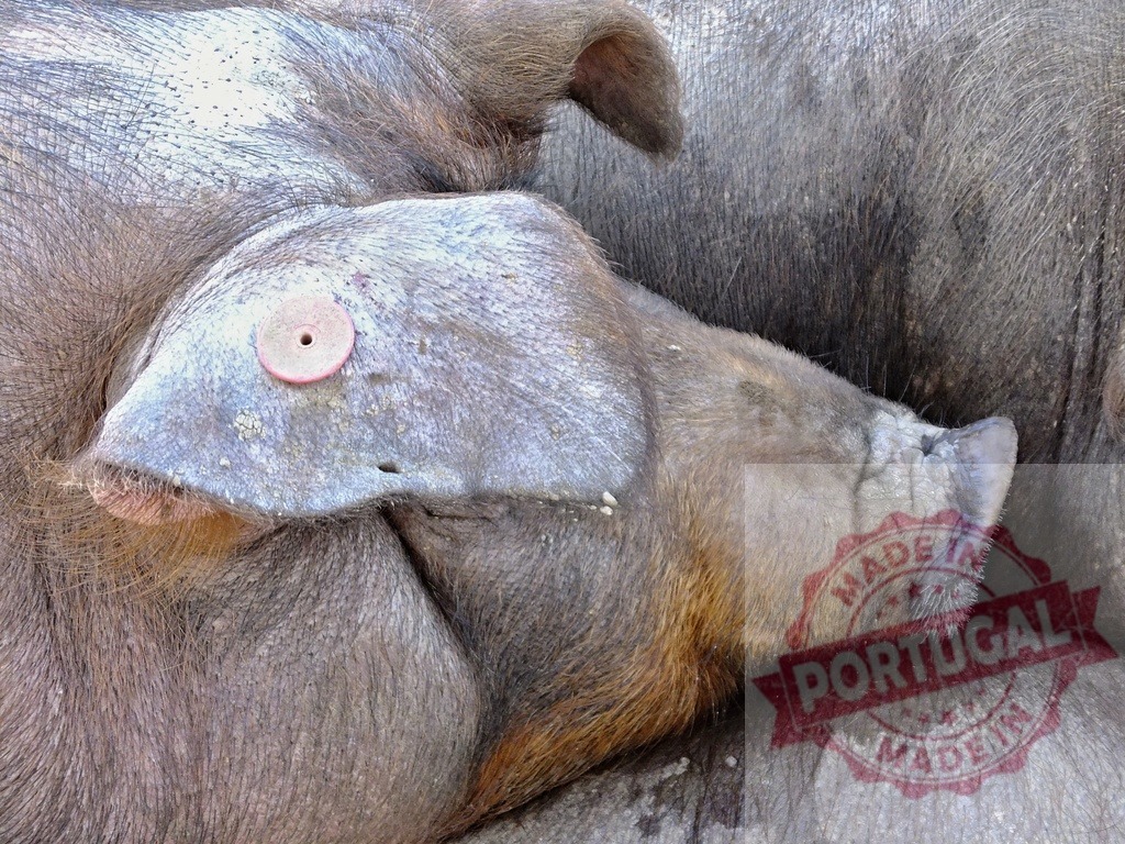 Sleeping pig snout and ear tag close-up on farm | Pig resting with ear tag visible on its head in a close-up view - Realized with Pictrs.com