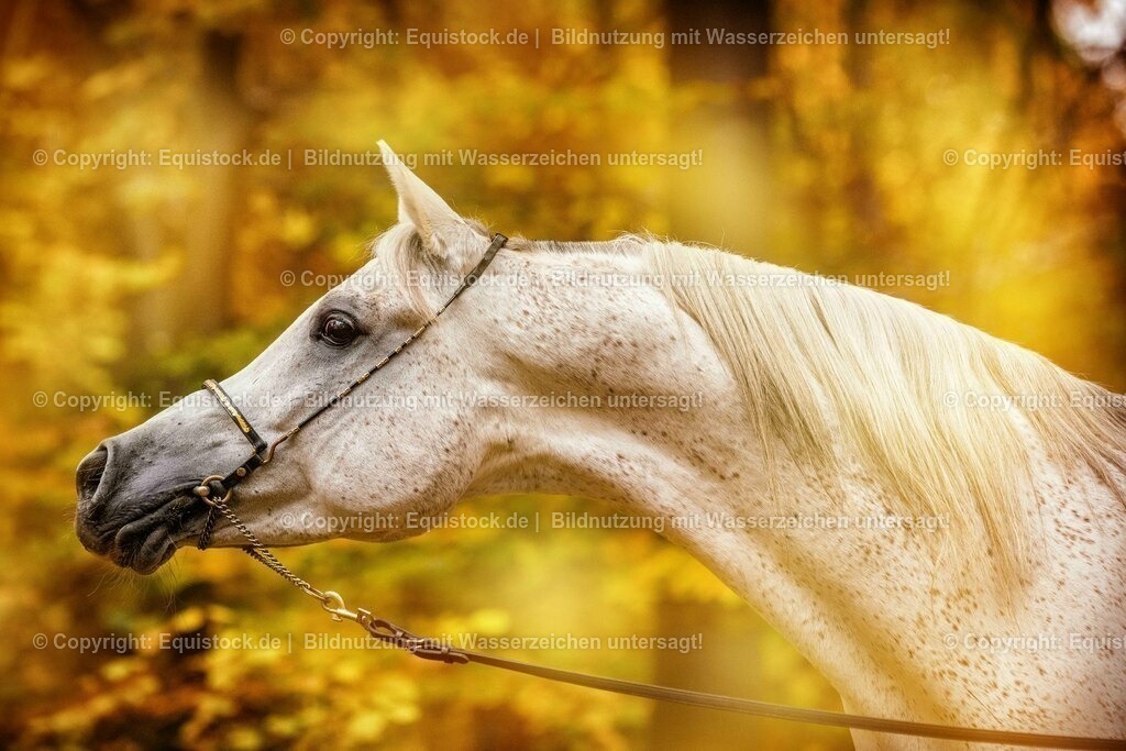 20151031_TOMsPiC_0321 | equistock
