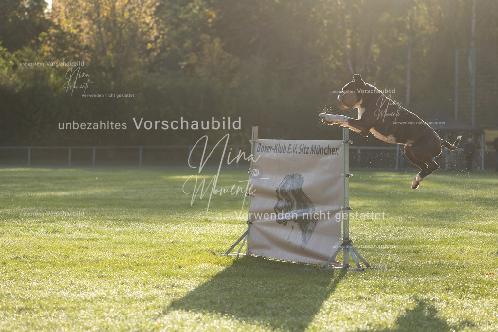 _16A6109 | Einzigartige Fotos von Hunden & Menschen –Actionfotos, Portraits, Vereinsaufnahmen & Paarshootings – authentisch, lebendig & mit Herz.