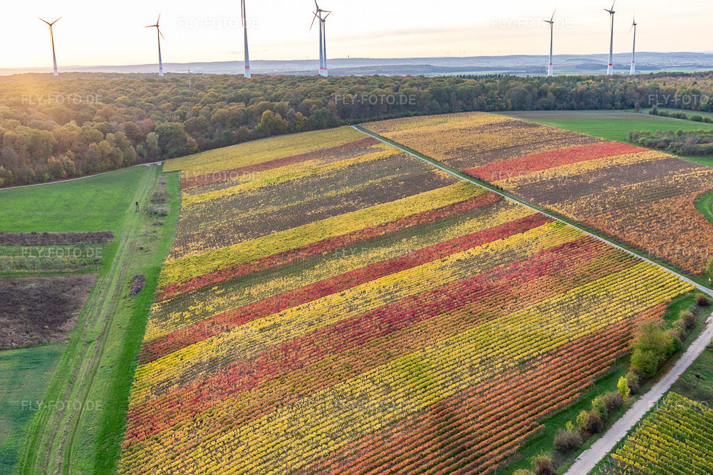 Luftbild: Weinberge am Mainufer im Ortsteil Obereisenheim in Eisenheim im Bundesland Bayern in Deutschland. Foto: IMG_119450.jpg vom 25.10.2019 durch Werner Riehm/FLY-FOTO.de