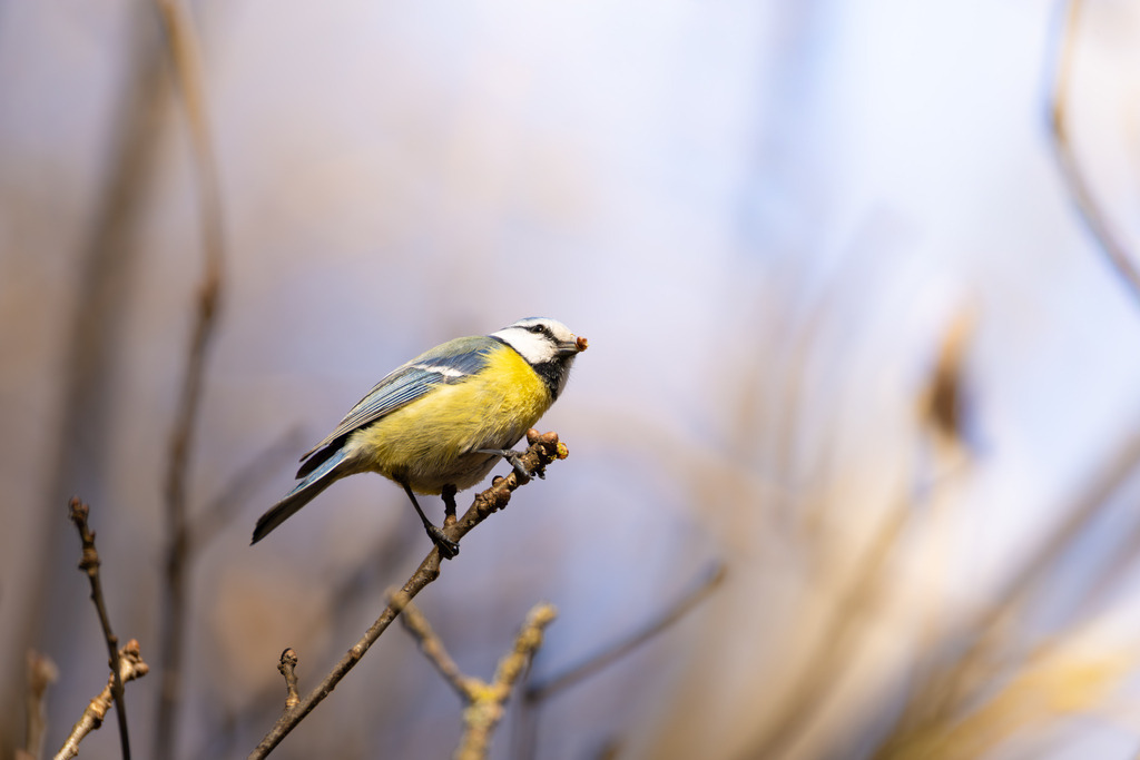 Die Blaumeise | Die Blaumeise ist ein kleiner, aber auffälliger Singvogel aus der Familie der Meisen. Sie zählt zu den häufigsten und beliebtesten Gartenvögeln in Europa und ist bekannt für ihre geringe Scheu gegenüber dem Menschen. Mit ihrem lebhaften Wesen und ihrer erstaunlichen Geschicklichkeit, besonders bei der Nahrungssuche, bereichert sie Parks, Wälder und Gärten gleichermaßen. Ihre Anpassungsfähigkeit an verschiedene Lebensräume und ihre ganzjährige Anwesenheit machen sie zu einem vertrauten Anblick, vor allem an winterlichen Futterstellen. - Realisiert mit Pictrs.com
