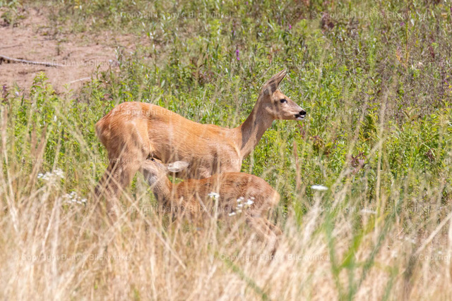 20179 | Tierfotografie, Tierkalender, Tierbilder, Insekten, Spinnen, Vögel, Schmetterling, Libellen, Leinwand, Colorkey, Qualität, Geschenkartikel, Geschenk - Realisiert mit Pictrs.com